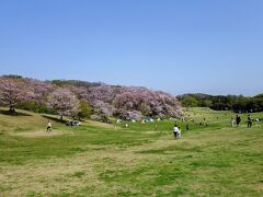 根岸森林公園に到着しました！
横浜有数の桜の名所であり、梅園もあるので初春は梅の名所にもなります。

だいぶ散っていましたが、まだギリで楽しめそうです。
テント張ってお花見してるファミリーも多かったですね。