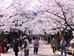 がいせん桜まつり