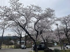 駐車場には大きな桜の樹がありました。