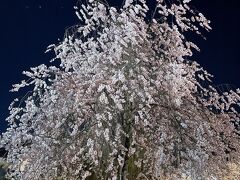 裏御門橋の枝垂れ桜のライトアップは迫力あります(°▽°)
たくさん歩いてお腹も空いたので、お蕎麦でも食べて帰ろうかと思ったのですが…
1時間に1本の大糸線が今駅まで歩けばちょうど乗れる時間だったので、そのまま駅へ向かいました(^^;
桜満喫の楽しい一日でした(^O^)v