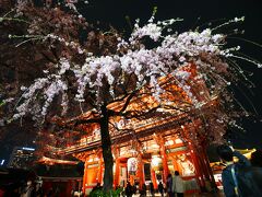 〈4.2 浅草・浅草寺〉
門の手前に枝垂れ桜発見！