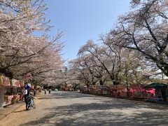 まずは桜吹雪が綺麗そうだから小林牧場の桜並木へ。