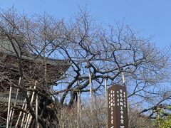 輪王寺に駐車して、まず三佛堂を見学します。