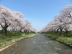 あさひ船川　春の四重奏・・・桜の季節にしか見れない　カルテット

残雪の残る朝日岳　桜並木　チューリップ　菜の花

この4つが生み出す　華やかな春の四重奏

現在1件だけとなったチューリップ球根農家さんが　桜に合わせて極早生の品種を選び　菜種油を採るための菜の花も植えたことがきっかけ

チューリップの咲く時期が異なるため　花で埋め尽くされることは難しそうですが　満開の桜と雪の朝日岳のコントラストはここでしか見られない光景

今回夜桜も見られて　まさに桜尽くしの1日となりました