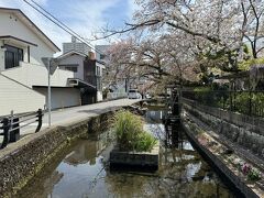 うなぎをお腹いっぱい食べたあとで、三島駅周辺を散策
源兵衛川の遊歩道を歩いて