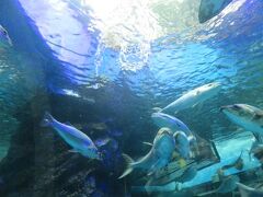 魚津水族館・・・日本で一番歴史ある　水族館

現存する水族館としては　日本最古

富山にこだわる　魚の展示

日本で最初に　アクリルトンネル設置

小規模ながらも　国内外の水生生物330種類以上見られ　様々な生物に出会えます

有料（300円）で　ホタルイカの発光ショー参加

ホタルイカの光る仕組み　生きているホタルイカから学び　その意味知ることができました

帰り際には　アザラシの親子のショーも楽しめ　キュートな仕草に癒されます

ペンギンも別棟にいたりして　様々な海の生き物　見つけたくなる　海の玉手箱スポット



