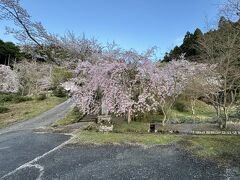 福徳寺に到着。参道階段は桜に覆われている。

福徳寺　18：18（1.4km・84.7km・21.0km/h）
　　　　18：35