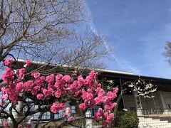 後ろの建物は釈迦堂遺跡博物館です
興味はありつつまだ入ったことありません