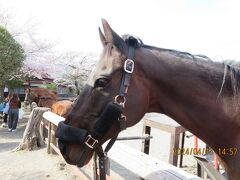 徒歩５分と書いてあった、こちらの神社へ
なんと流鏑馬が行われるので、馬舎がございました
こちらサラブレッドだそうです
触ってみました♪