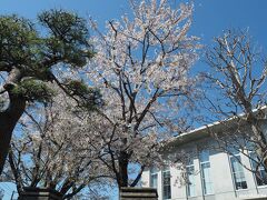横浜地方気象台のさくら

横浜の桜の開花を確認する桜の木は、この気象台ににあるようです。