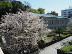 県立神奈川近代文学館のさくら