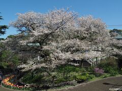 山手１１１番館の庭のさくら「芸亭の桜」

満開でした。