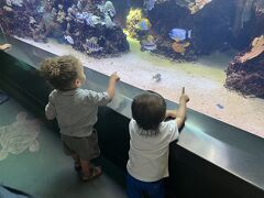 頑張って歩いて行ったけど小さい水族館で…
わざわざ行くほどではないかな…
クーポン使うと1人2ドルくらい安くなったと思います