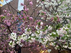 造幣局桜の通り抜け