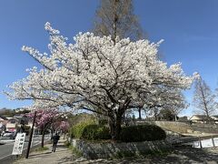 4月週末の午前中ワンコ連れて近所お散歩に。

三渓園方面は激混みそうなので避け本牧神社方面に。

新本牧公園前に、いい感じの桜が。