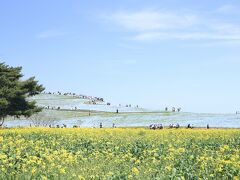 そして海浜公園には10時半ごろに到着。園内のシャトルバスは遅すぎるので今回はレンタサイクルで移動しみはらしの丘へ。すると菜の花畑とネモフィラ、青空のコントラストが美しすぎるではありませんか…