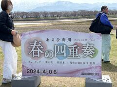 【舟川】　４月６日（土）
なんか毎年来てます。
土日に来ましたが、朝日中学校そばから、巡回バスに乗り現地へ。
バスは待ち時間なくスムーズに乗れました。
午前中だったのと満開前だったからかもしれません。
平日ですと、現地近くで駐車できます。