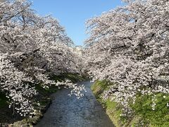 【松川、磯部の桜】
桜の時期、毎年散歩してます。
満開宣言された日です。
往復で８０００歩超えでノルマ達成するしｗ