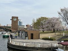 【富岩運河環水公園】
ここの桜の木は若いです。