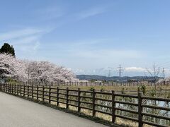 【県民公園太閤山ランド】
桜の時期に初めて開園しました。駐車場代４００円。