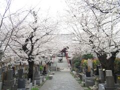 本郷通り沿いの浄心寺の桜を見に行きました。曇り空でしたが、山門から参道の両側に咲く桜と本堂前に広がる墓地に植えられている桜がほぼ満開でした。参道の桜の枝が広がっていて、花の奥に本堂がうっすら見えます。墓地に桜の枝が広がり、桜に守られている印象でした。