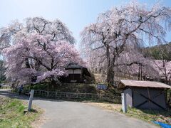 歩いて１５分ほどの枝垂れ桜