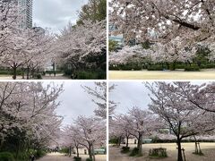 こちらは私の通勤路にある、靭公園の桜。

こちらも満開です。

