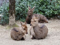 厳島神社を見学した後は弥山へ向かうため、ロープウェイ乗り場を目指します
道中の紅葉谷公園ではたくさんのシカが休憩を取っていました