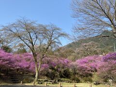 南木曽の天白公園近くの
なぎそミツバツツジです♪