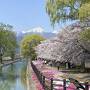 絶景独占！岩岳からの白馬三山、高遠の満開の桜　旅行記