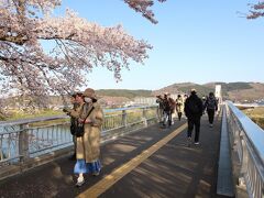 JR船岡駅の北口西側から出ると、白石川堤一目千本桜の桜並木がある堤防はすぐそこ。

堤防に上ると、目の前に白石川に架かる≪さくら歩道橋≫があるので、ちょっと寄って行きましょう。
この橋から上流方向を見ると…、