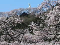 しばた千桜橋からは、これから行く船岡城址公園てっぺんに立つ船岡平和観音像のお姿も桜の花の向こうに見えるんです。

さ、今日はあそこまで行くぞ～！　（＾◇＾）