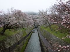 滋賀の琵琶湖と京都を結ぶ琵琶湖疎水。
両岸には多くの桜が植えられている桜の名所です。