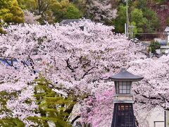 苧ヶ瀬池と桜