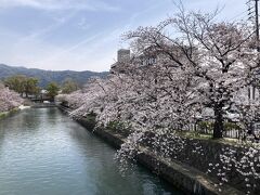 バスもあるのですが、最寄りの荒神口からだと乗り換えが必要となり、直通のある河原町丸太町まで歩くのなら、鴨川遊歩道から疎水沿いを歩くのと、所要時間は変わりません。

ホテルの方に聞いたのですが、この時期の京都の道は混雑するので、歩くのもアリですよと言われましたが、この景色を見れるのなら、20分強の散歩は苦にならず楽しいですね。