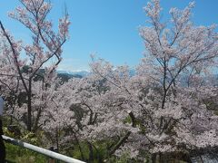 中央アルプスに桜が良く似合います。