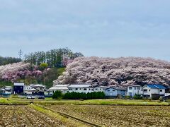 松本市の弘法山古墳の桜です、
山全体が桜に覆われてます♪