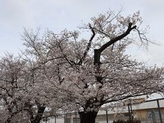 東京では４月４日に桜の満開が宣言されました。
まずは、碑文谷公園へ