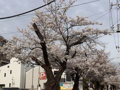 碑文谷八幡の参道の先は立会川緑道の桜並木