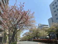 だいぶ葉桜が増えてきましたが、見事は桜並木があります。