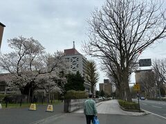 岩手城跡公園の桜を堪能した後は、バス停に戻りがてら石割桜を見に行きました

大通りに面していて、いつも写真を撮っている人がいるので、すぐにわかります