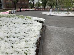 おまけの1枚です。
ツツジの名所というわけではありませんが、国立新美術館に行った際に正面玄関入口の広場で撮ったものです。広場を囲むようにして植えられたツツジが満開でとてもきれいでした。