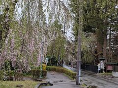 傘はさすほどではないが、雨がまだ残っていた。
ほとんどの人が武家屋敷通りに進むところ、私達は西宮家へ

この通りも桜が多いが、しだれ桜は雨もあって散ってしまっていた。