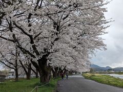 桧木内川堤の桜並木