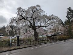 旧石黒恵家前のしだれ桜
しだれ桜は満開を過ぎて（現地の人によると3日前くらいが満開とのこと）いる中で、一番花が残っていたしだれ桜