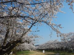 8：30頃、高山ICで降りて、高山旧市街に行く途中にある『宮川緑地公園』に到着しました。宮川下流の万人橋下にあり、市民の憩いの場となっています。平日の朝早かったせいか人が殆どいません。美しい桜が広々とした芝生広場の両側に植えられています。