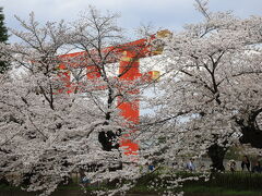 平安神宮の巨大な鳥居と桜