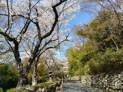 @4/13（土）
この日は父と鹽竈神社へ。
なだらかな東参道を登ってゆきます。