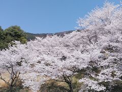 駅から15分くらい歩くと戸倉宿キティパークの入口付近です
さっそく美しいソメイヨシノです