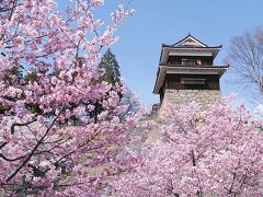 今年は去年より綺麗に咲いているように感じます
陽光桜に上田城です